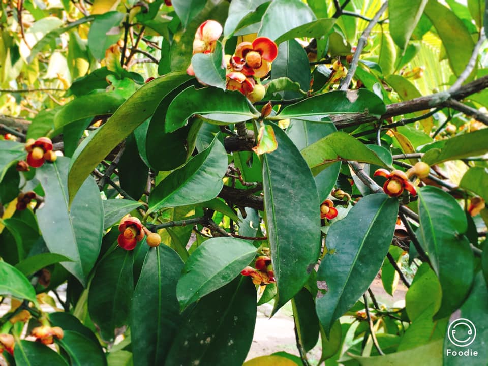 Bạn đã bao giờ nhìn thấy hoa măng cụt chưa ?