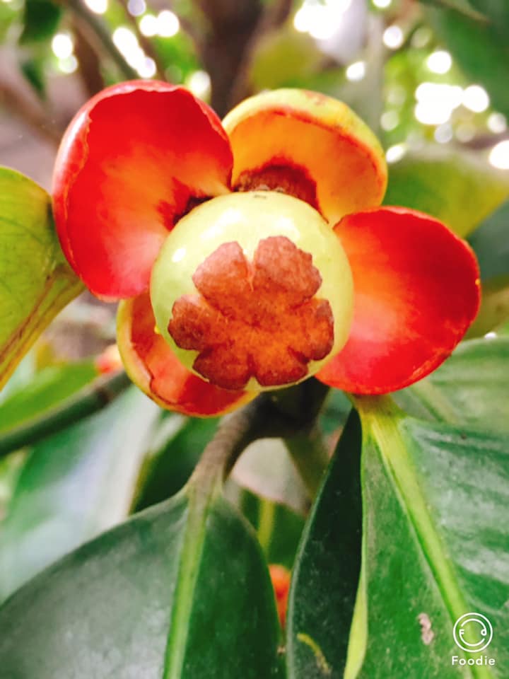 Bạn đã bao giờ thấy hoa măng cụt chưa ?