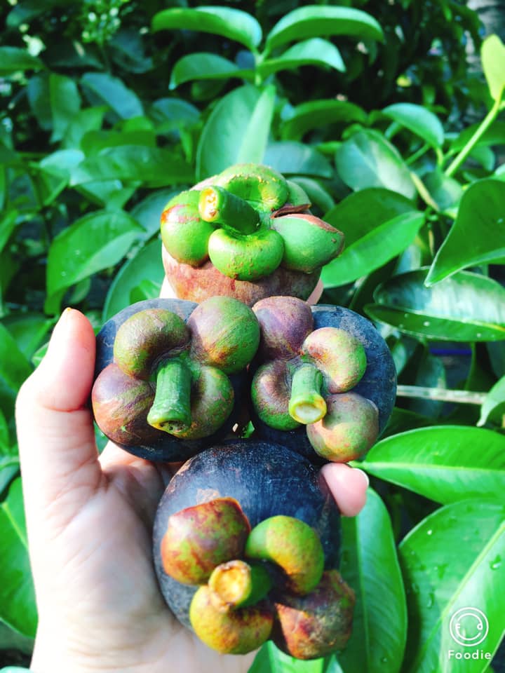  Mách bạn cách lựa măng cụt tươi ngon nhé !