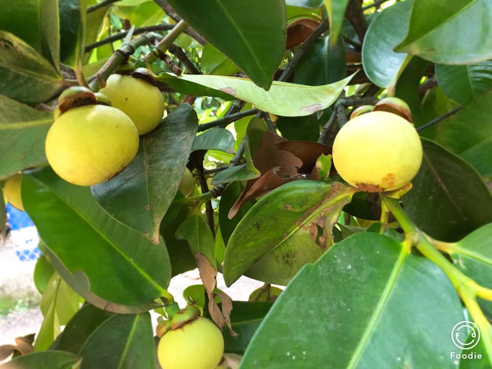 Măng cụt là trái cây rất thơm ngon hấp dẫn và chỉ chín rộ trong hai tháng hè là tháng 6 và tháng 7. Với vị ngọt pha một chút chua thanh nhè nhẹ khiến nhiều mẹ bầu thích thú và là món trái cây khoái khẩu của mẹ bầu trong tiết hè nóng nực thế này. Măng cụt cũng chứa đủ các loại chất dinh dưỡng có lợi cho sự phát triển của thai nhi cũng như sức khỏe trong suốt thời kỳ mang thai của mẹ bầu. Mẹ bầu ăn măng cụt với lượng vừa phải hàng ngày sẽ giúp cung cấp khoáng chất, vitamin, chất đạm, chất béo, chất xơ, folate… giúp thúc đẩy sự tăng trưởng và phát triển của thai nhi, giúp phòng ngừa các dị tật bẩm sinh, bất thường ở em bé, đồng thời giúp mẹ bầu : Giảm bớt căng thẳng, bớt mệt mỏi: giảm stress và giúp mê bầu tinh thần phấn chấn hơn, sảng khoái hơn. Dùng măng cụt sẽ giúp mẹ bầu tăng cường sinh lực một cách an toàn và cảm thấy khỏe khoắn hơn trong thai kỳ. Thúc đẩy thai nhi phát triển: Nguồn vitamin và khoáng chất trong quả măng cụt sẽ giúp cho thai nhi phát triển tốt. Một chén cơm măng cụt tươi sẽ cung cấp 0,2mg magie giúp cho cơ thể bà bầu đầy sinh lực hơn. Tăng cường hệ miễn dịch: Vitamin C trong quả măng cụt sẽ giúp mẹ bầu cải thiện sức đề kháng, giảm bị cảm hay nhức đầu chóng mặt, tăng quá trình sản xuất collagen của mẹ bầu chống rạn nứt da khi em bé phát triển nhanh chóng trong bụng mẹ. Ổn định huyết áp: Đây là một tác dụng tuyệt vời của măng cụt đối với mẹ nào bị bệnh huyết áp cao, giúp ổn định huyết áp nhằm bảo đảm cho thai nhi trong suốt thai kỳ. Tốt cho người bệnh tiểu đường: Măng cụt chính là phương thuốc tự nhiên cho bà bầu bị tiểu đường. Bà bầu mắc triệu chứng này nên ăn măng cụt thường xuyên để cân bằng lượng đường trong máu, phòng ngừa những biến chứng do tiểu đường thai kỳ gây ra. Phòng ngừa táo bón: Táo bón là vấn đề rất nan giải đối với nhiều mẹ bầu. Ăn măng cụt tươi có thể giúp giảm bớt sự khó chịu do chứng táo bón gây ra, ngoài ra mẹ bầu cần có dinh dưỡng hợp lý và đầy đủ cho sự phát triển tốt của thai nhi cũng như cho sức khỏe của mẹ bầu.