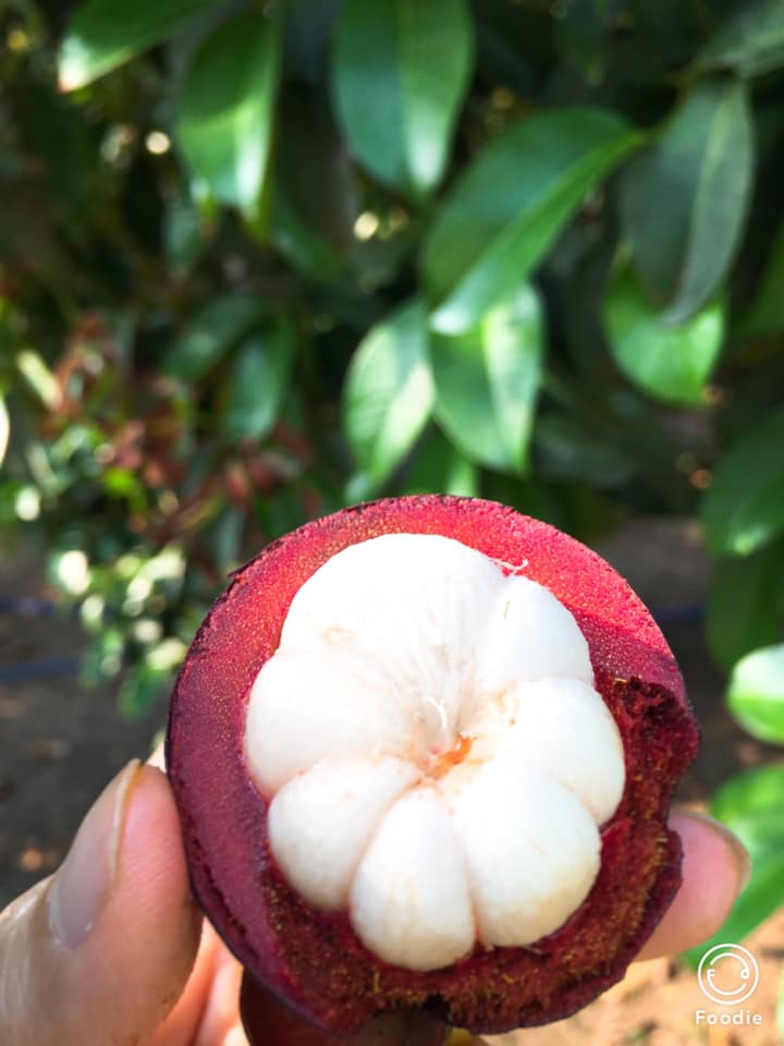 BÍ QUYẾT CHỌN MĂNG CỤT NGON NGỌT, 10 TRÁI ĂN NGON CẢ 10.