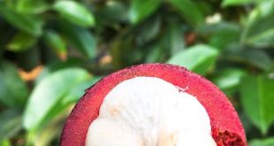 MÚI MĂNG CỤT MÀU TRẮNG TINH