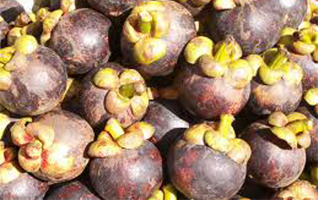 Cách Phân Biệt Măng Cụt Bình Dương Và Măng Cụt Thái Lan.