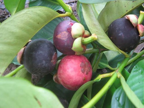 Nỗi lo lắng của chị em khi đi mua măng cụt 