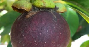 MĂNG CỤT CHÍN TỰ NHIÊN