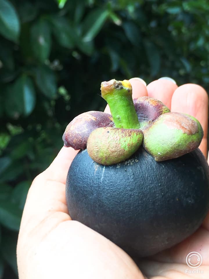 BÍ QUYẾT CHỌN MĂNG CỤT NGON NGỌT, 10 TRÁI ĂN NGON CẢ 10.