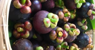 PHÂN LOẠI MĂNG CỤT THEO ĐỘ CHÍN