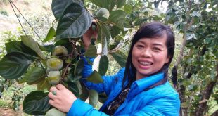 MÙA CỦA QUẢ HỒNG GIÒN