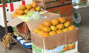 CÁCH PH N BIỆT HỒNG GIÒN TRUNG QUỐC VÀ HỒNG GIÒN ĐÀ LẠT.