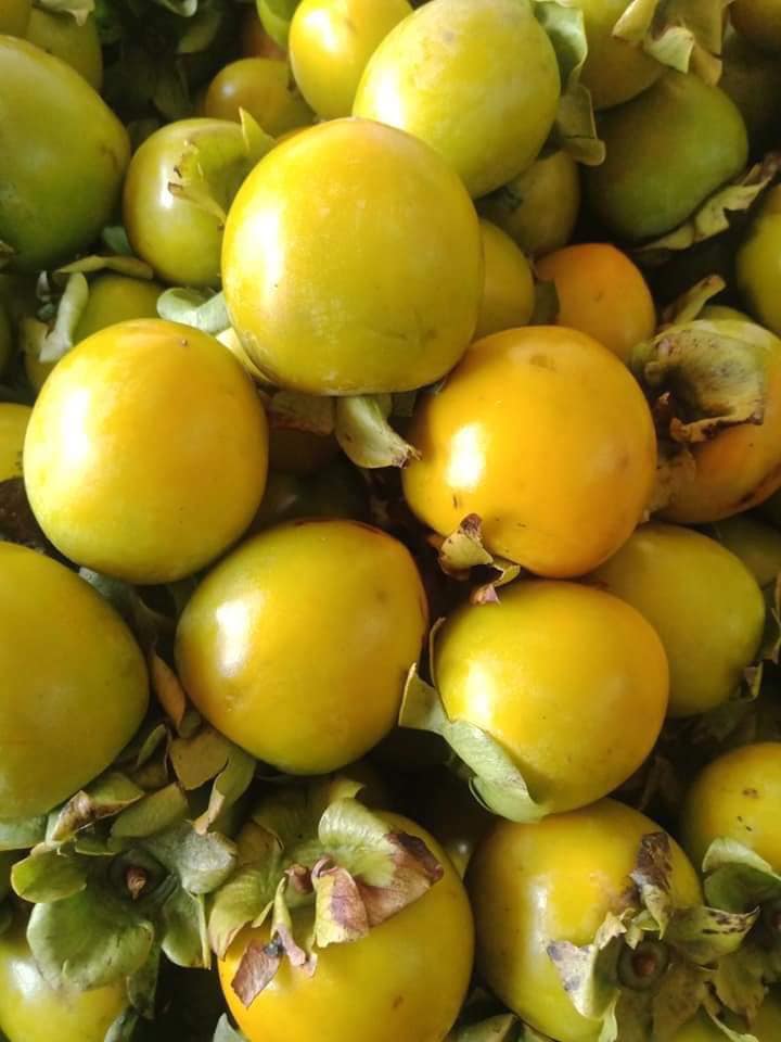 HỒNG GIÒN ĐÀ LẠT CÓ MẤY LOẠI.