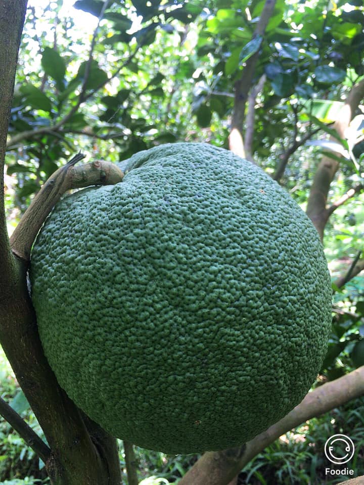 BƯỜI DA XANH RUỘT ĐỎ 