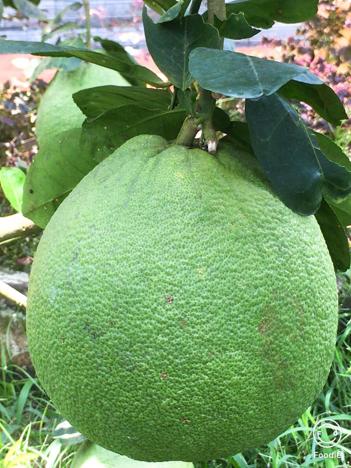 BƯỜI DA XANH RUỘT ĐỎ 