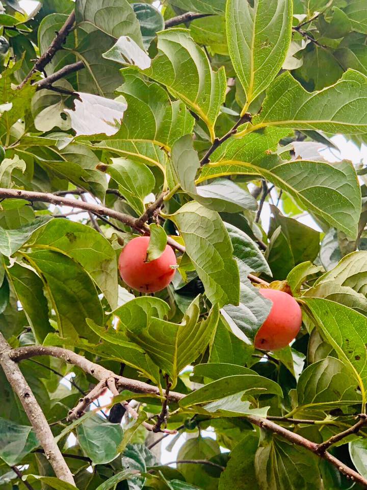 HỒNG SẤY DẺO