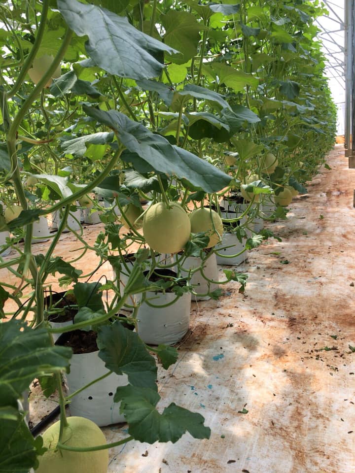 NHỮNG LỢI ÍCH TUYỆT VỜI CỦA DƯA LƯỚI