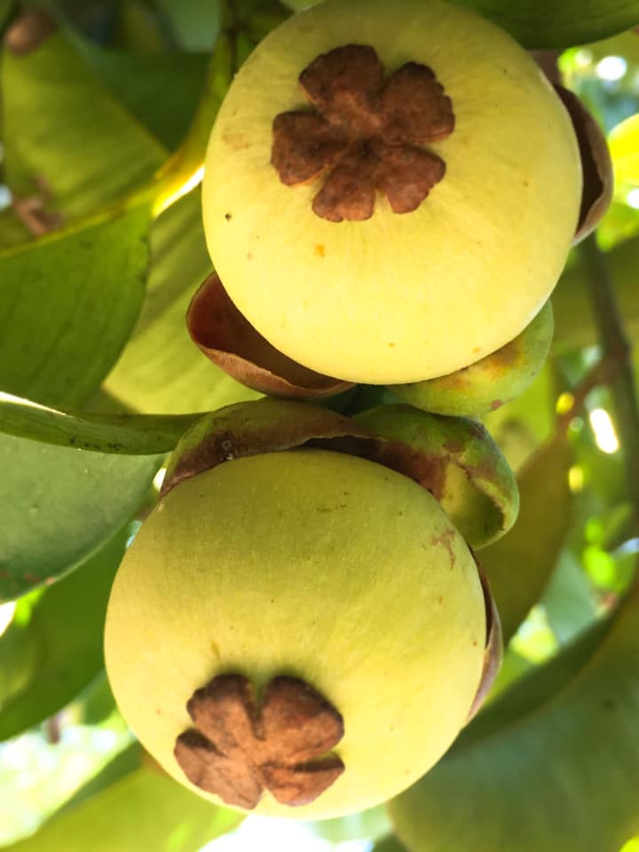 BÍ QUYẾT CHỌN MĂNG CỤT NGON NGỌT, 10 TRÁI ĂN NGON CẢ 10.