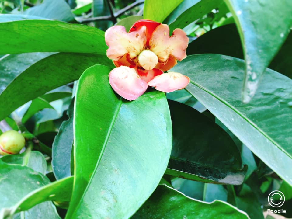 BÍ MẬT CỦA NHỮNG CHIẾC LÁ MĂNG CỤT