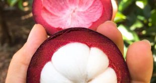 MĂNG CỤT AN TOÀN