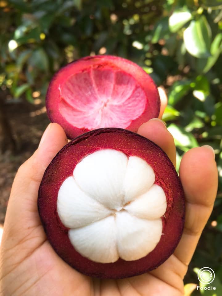 BÍ MẬT CỦA NHỮNG CHIẾC LÁ MĂNG CỤT