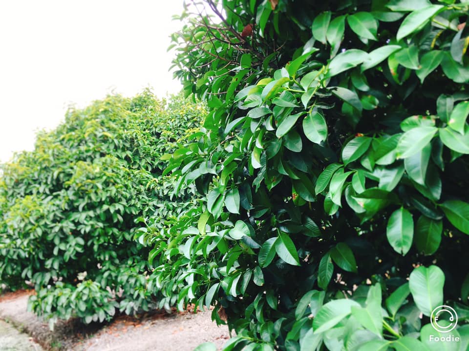 BÍ MẬT CỦA NHỮNG CHIẾC LÁ MĂNG CỤT