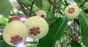 CÁCH NHẬN BIẾT MĂNG CỤT CÓ MẤY MÚI