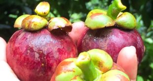 ĂN MĂNG CỤT ĐÚNG CÁCH