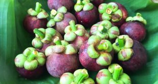 ĂN MUA MĂNG CỤT ĐÚNG CÁCH