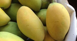 MẸ BÀU BÍ ĂN XOÀI CÓ TỐT KHÔNG ?