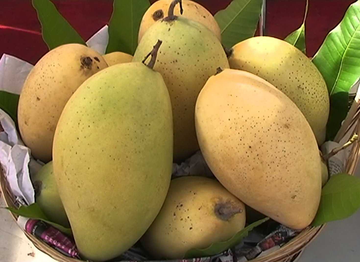 XOÀI CÁT HÒA LỘC