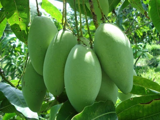 XOÀI CÁT HÒA LỘC