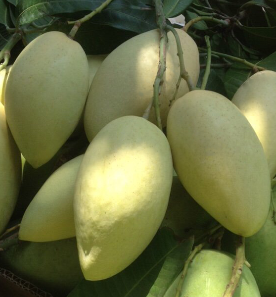 VÌ SAO XOÀI CÁT HÒA LỘC LUÔN ĐẮT ĐỎ