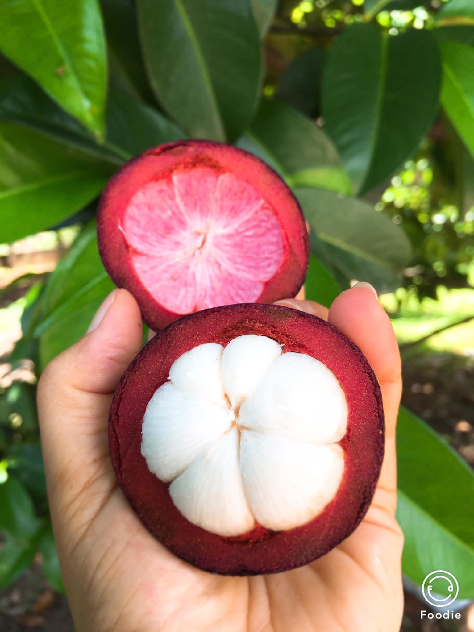 PHÂN BIỆT MĂNG CỤT BÌNH DƯƠNG