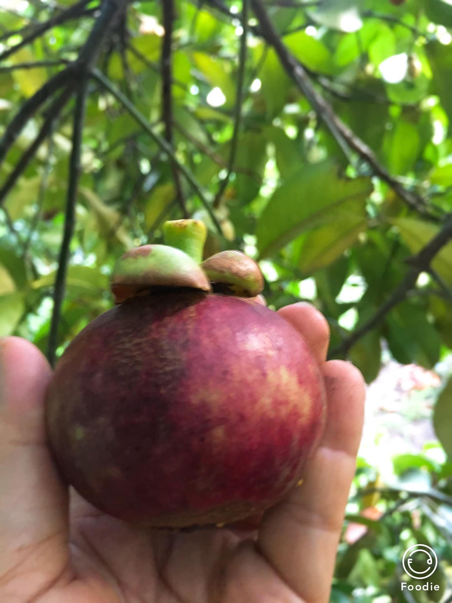 MĂNG CỤT THANH TUYỀN