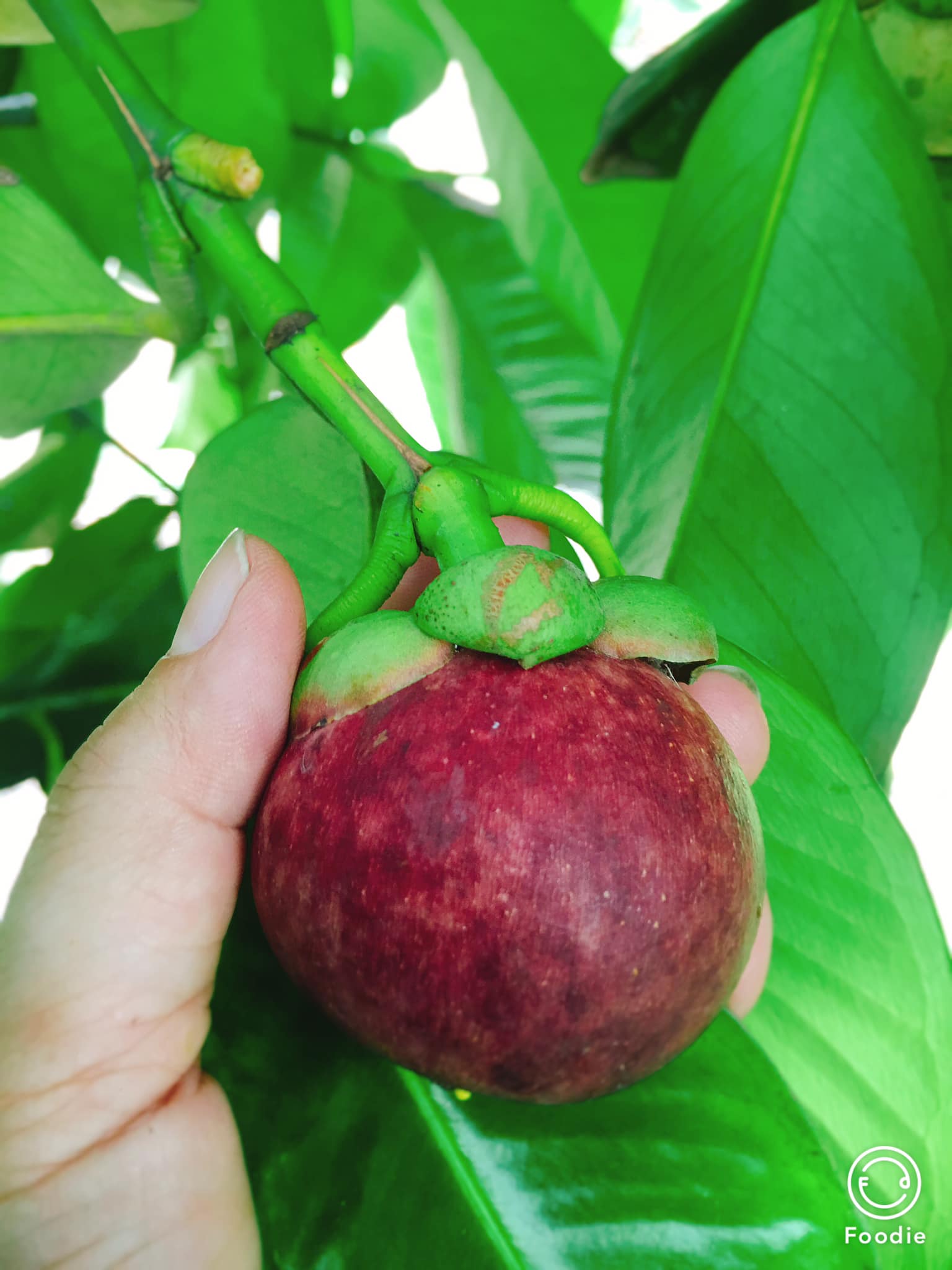 CÁCH CHỌN MĂNG CỤT KHÔNG BỊ CHAI SƯỢNG