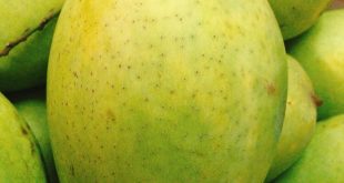 NHẬN BIẾT XOÀI CÁT HÒA LỘC