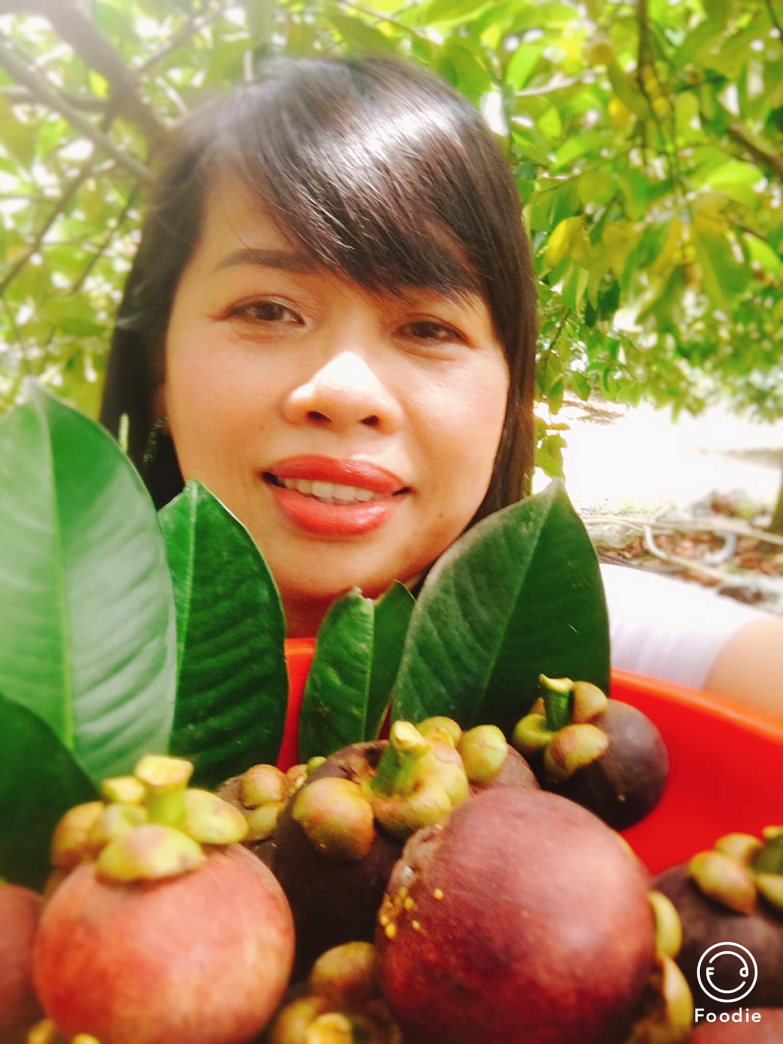 HÁI MĂNG CỤT CHÍN TẠI VƯỜN CÔ HAI BÌNH DƯƠNG