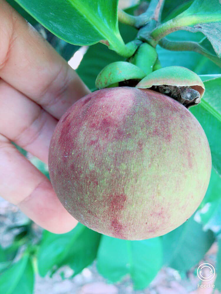 NHẬN BIẾT MĂNG CỤT CHÍN