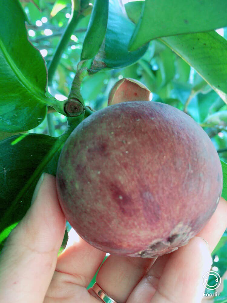 PHÂN BIỆT MĂNG CỤT CHÍN