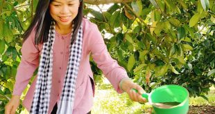 BÓN PHÂN CHO CÂY MĂNG CỤT