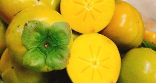 NHỮNG ĐIỀU QUAN TRỌNG KHI ĂN HỒNG GIÒN