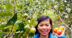 HỒNG GIÒN CHÍN NÊN ĐANG VÀO MÙA