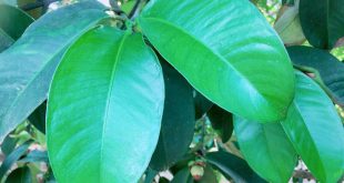 NHỮNG CẶP LÁ MĂNG CỤT