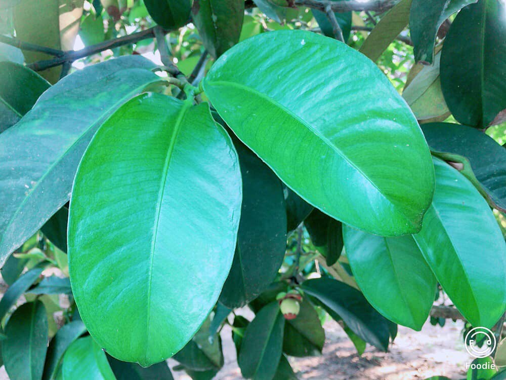 NHỮNG CẶP LÁ MĂNG CỤT