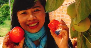 QUI TR2INH LÀM HỒNG SẤY DẺO BẰNG LÒ CỦI