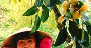 HỒNG SẤY DẺO ĐÀ LẠT CÓ ĐẮT KHÔNG?