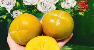 HỒNG GIÒN ĐÀ LẠT