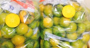 HỒNG GIÒN ĐÀ LẠT ĐỂ ĐƯỢC BAO LÂU.