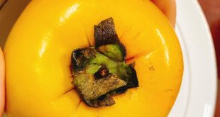 CÁCH NHẬN BIẾT HỒNG TRUNG QUỐC.