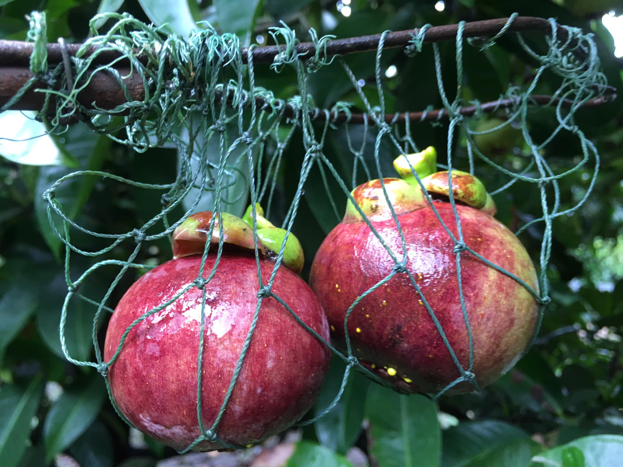 NHẬN BIẾT MĂNG CỤT ORGANIC