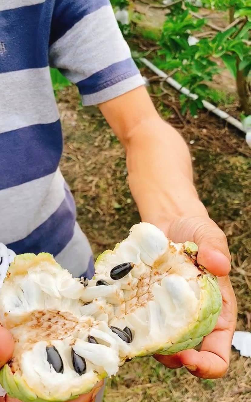 CHỌN MÃNG CẦU DAI THƠM NGON