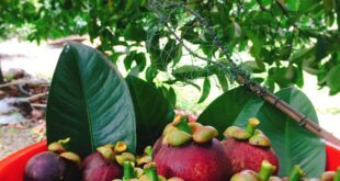 MĂNG CỤT MỚI HÁI CHÍN CÂY ĐỎ TƯƠI